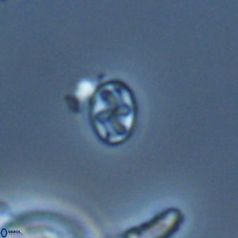 Aktasia leptosstavros 16443