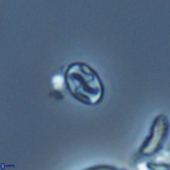 Aktasia leptosstavros 16444