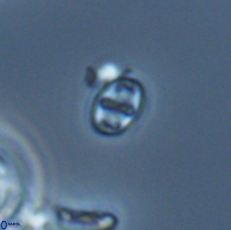 Aktasia leptosstavros 16445