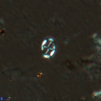 Aktasia leptosstavros 6125