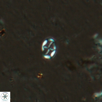 Aktasia leptosstavros 6125