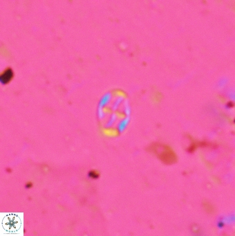 Aktasia leptosstavros 6126