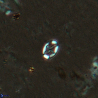 Aktasia leptosstavros 6127