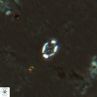 Aktasia leptosstavros 6127