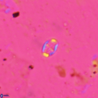 Aktasia leptosstavros 6128