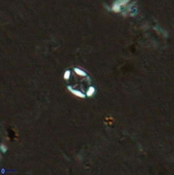 Aktasia leptosstavros 6129