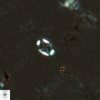 Aktasia leptosstavros 6129