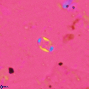 Aktasia leptosstavros 6130