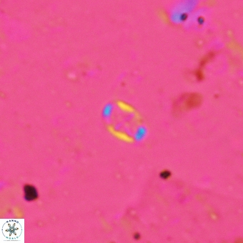 Aktasia leptosstavros 6130