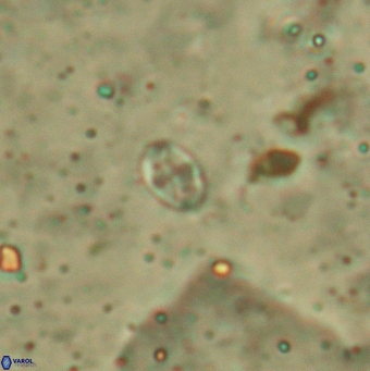 Aktasia leptosstavros 6131