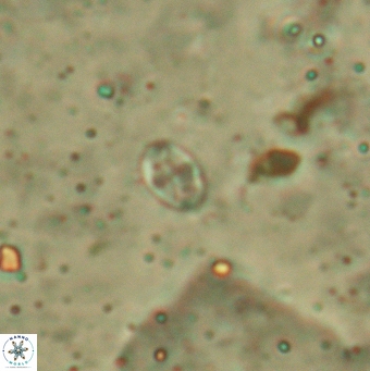Aktasia leptosstavros 6131