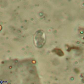 Aktasia leptosstavros 6132