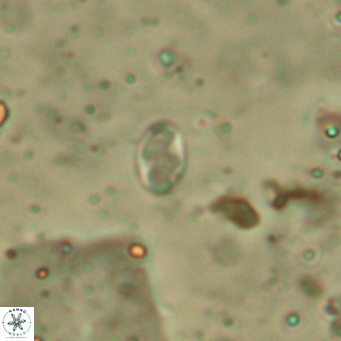 Aktasia leptosstavros 6132