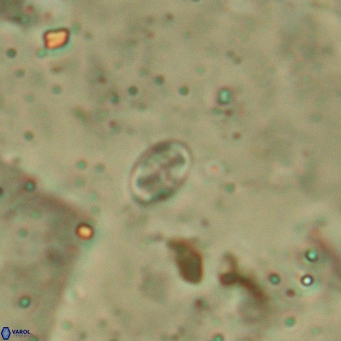 Aktasia leptosstavros 6133