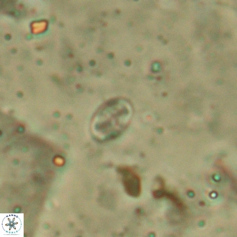 Aktasia leptosstavros 6133