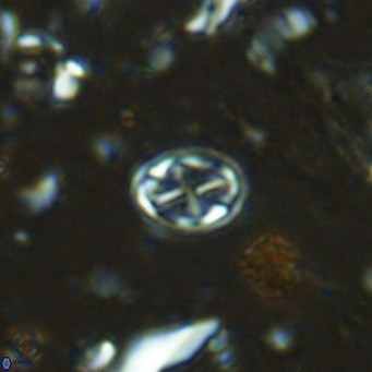 Aktasia parvus VR 15340