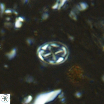 Aktasia parvus VR 15340