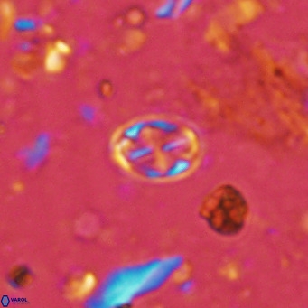 Aktasia parvus VR 15341