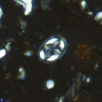 Aktasia parvus VR 15347