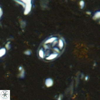 Aktasia parvus VR 15347