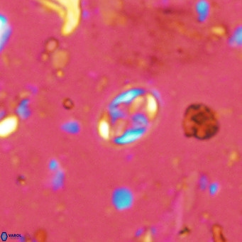 Aktasia parvus VR 15348