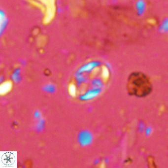 Aktasia parvus VR 15348
