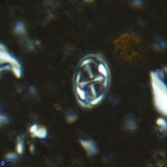 Aktasia parvus VR 15349