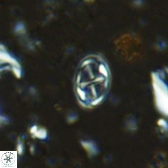 Aktasia parvus VR 15349