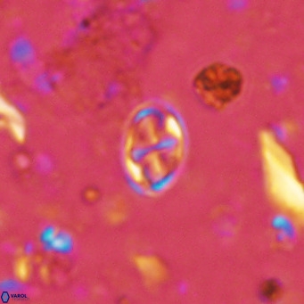 Aktasia parvus VR 15350