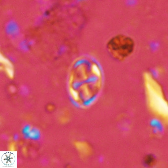 Aktasia parvus VR 15350