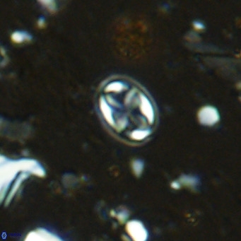 Aktasia parvus VR 15351