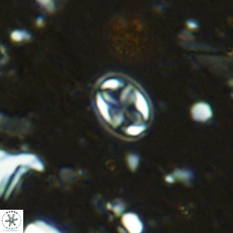 Aktasia parvus VR 15351