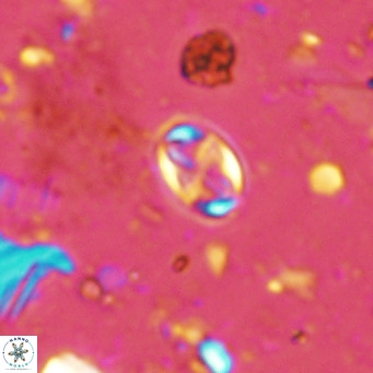 Aktasia parvus VR 15352