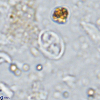 Aktasia parvus VR 15355