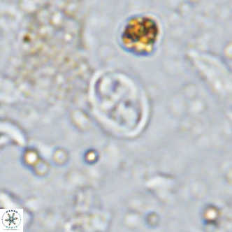 Aktasia parvus VR 15355