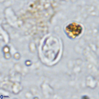 Aktasia parvus VR 15356