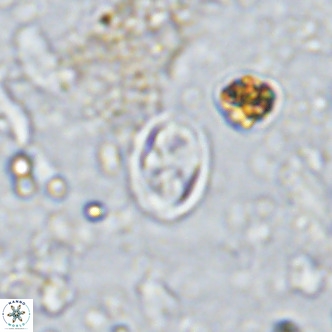 Aktasia parvus VR 15356