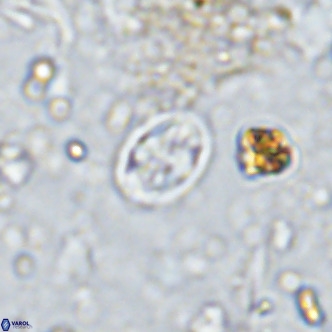 Aktasia parvus VR 15357