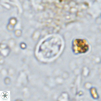 Aktasia parvus VR 15357