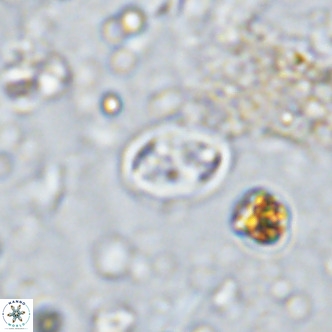 Aktasia parvus VR 15359
