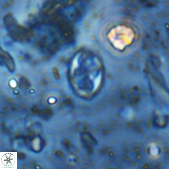 Aktasia parvus VR 15335