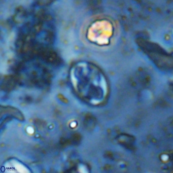 Aktasia parvus VR 15336