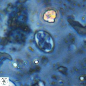 Aktasia parvus VR 15336