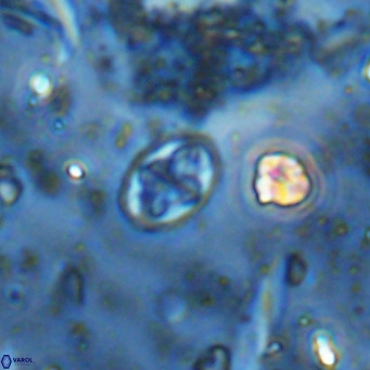 Aktasia parvus VR 15338