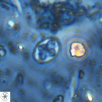 Aktasia parvus VR 15338