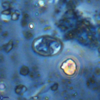 Aktasia parvus VR 15339