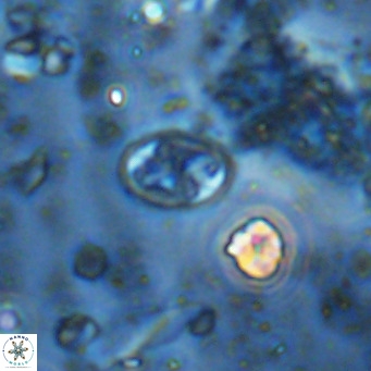 Aktasia parvus VR 15339