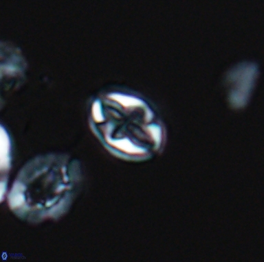 Aktasia turonicus 12394