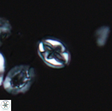 Aktasia turonicus 12394