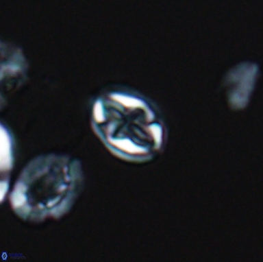 Aktasia turonicus 12395